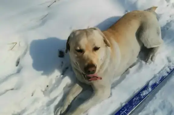 Пропала собака в Новоленино, Иркутская область - помогите найти!