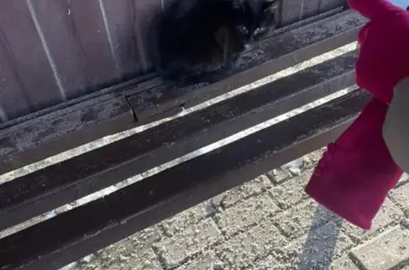 Найдена кошка на ул. Терновского, г. Пенза