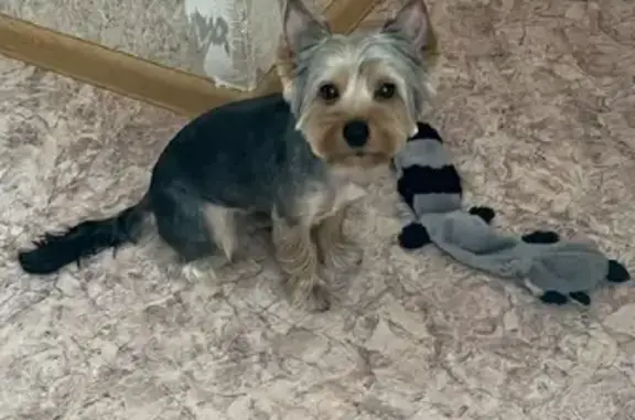 Пропала собака Йорк Шайни в Петрозаводске