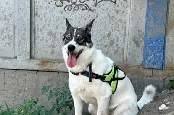 Пропала собака Гучча в районе улицы Мичурина, Домодедово