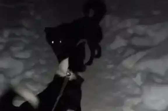 Найдена дружелюбная собака с ошейником на улице Исакова, 250