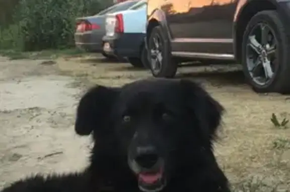 Пропала собака в Ярославле на 3-й Больничной улице