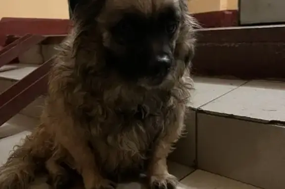 Найдена собака на Вешняковской улице