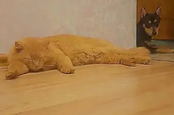 Пропала кошка Рыжик в Светлополянске, Кировская область