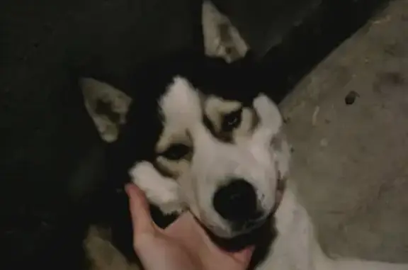 Найденные животные Ростов-на-Дону, фото: Найден Хаски на ул. Содружества, 80а