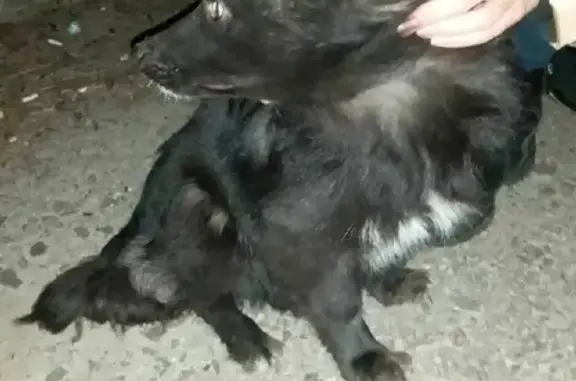 Найдена собака на Интернациональной ул. в Курске