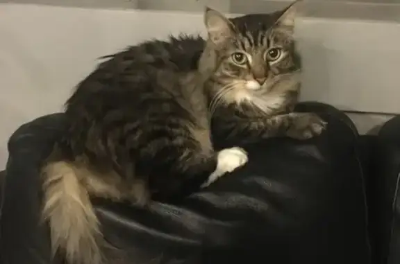 Кошки потеряшки, Санкт-Петербург, фото: Потеряшка кошка на улице Чайковского, 15, СПб.