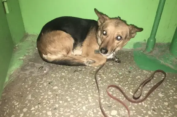 Найдена собака на ул. Кадыкова, 11, Чебоксары