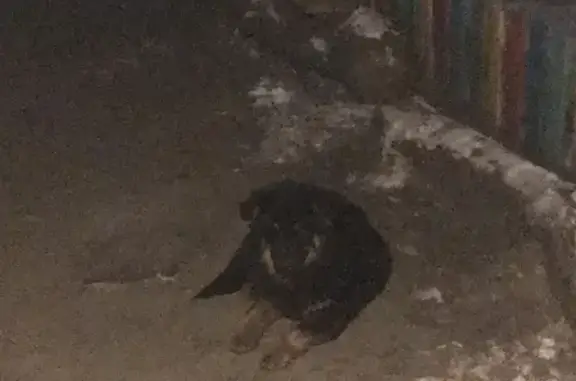 Собака найдена на улице Зои Космодемьянской, 9 в Саратове