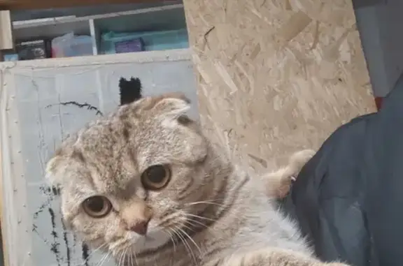Найдена кошка на Бульварной, Омск