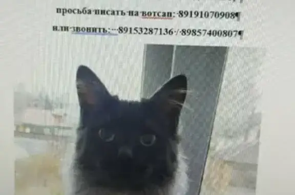Пропала кошка Яшка на Народной улице, Тарасовка