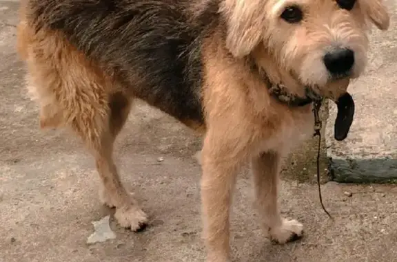 Найдена собака ищет ответственного хозяина: проспект Ленина, 23.