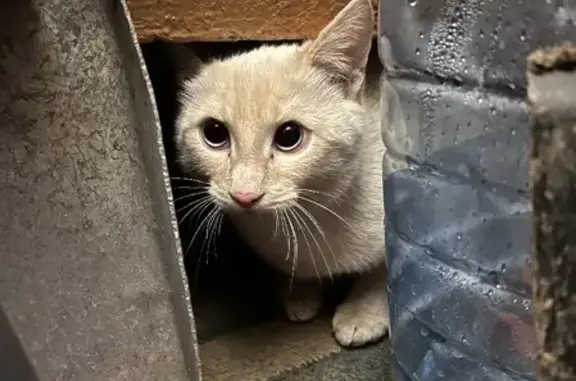Домашний кот найден на ул. Седова, 14 в Туле