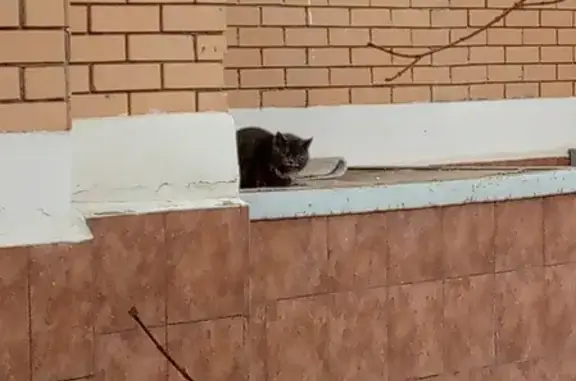 Пропала кошка на ул. Сапёров, Нахабино