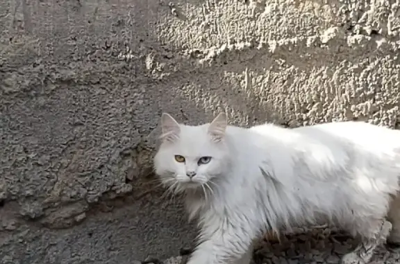 Пропала кошка с разными глазами в Туле