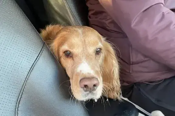 Собака найдена возле заправки в Сегеже, Карелия
