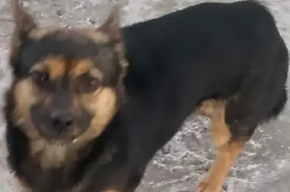 Пропала собака на улице Суворова, Мокшан
