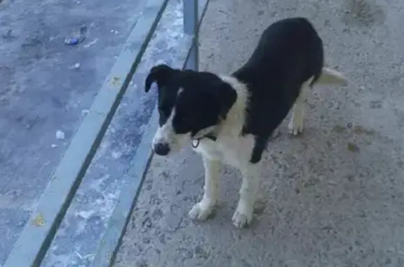 Собака возле магазина на ул. 25-летия Октября, Волгоград