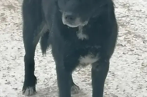 Найдена собака в Омске, не контактная.