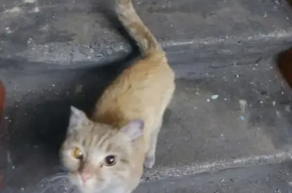 Найден рыжий котенок на ул. Калинина, 4 в Кызыле