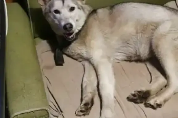 Найдена беременная собака на Ленинградской улице, Сосново