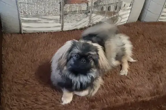 Собаки потеряшки, Тверь, фото: Потеряшка пекинес Бублик, направился к Ветклинике «Барс», Тверь, пр-т Чайковского, 31.