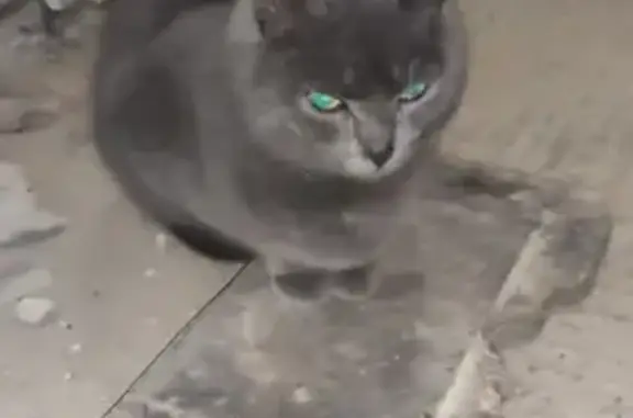 Найдена кошка на Нижегородской в Москве