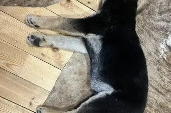 Найдена собака Овчарка в Московской области