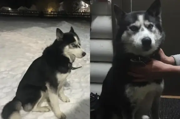 Найдена собака в Деревянном, Карелия