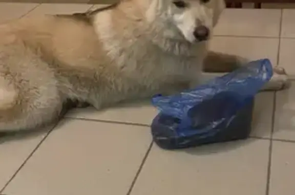 Найденные животные Ростов-на-Дону, фото: Собака найдена на улице Жмайлова, 4Г.