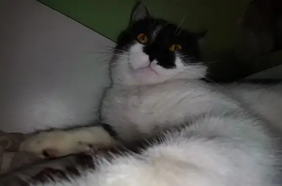 Пропала черно-белая кошка на Земляничной улице, Тимофеевка