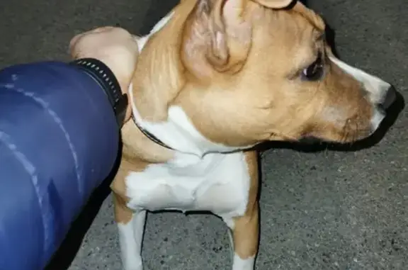 Найдена игровая собака на Таёжной, 9 в Анапе