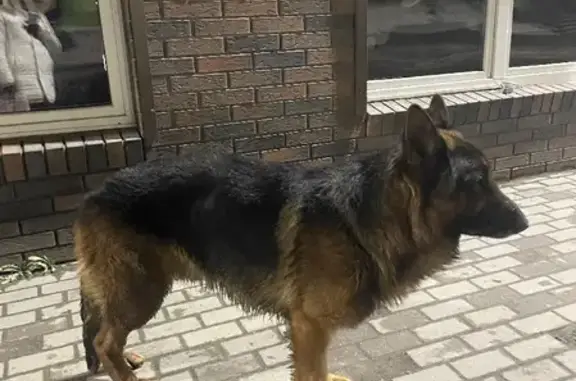 Найдена собака в Гвардейске на улице Мира, 2