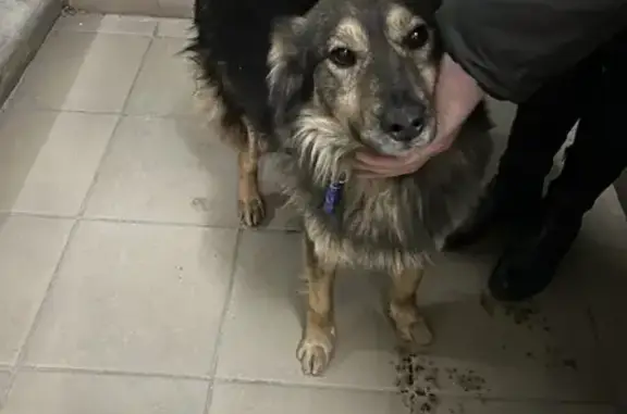 Найдена собака на улице Базарова, 6