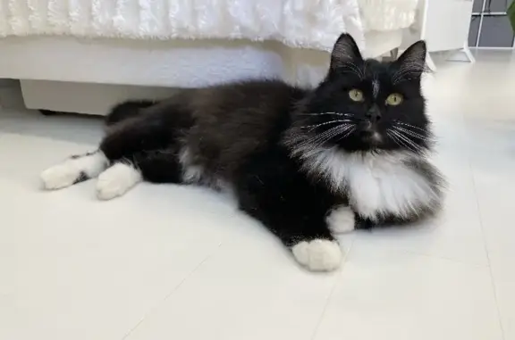 Найдена кошка в Тольятти, ищет дом