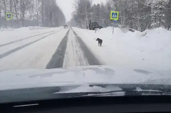 Найдена собака в Зональненском поселении