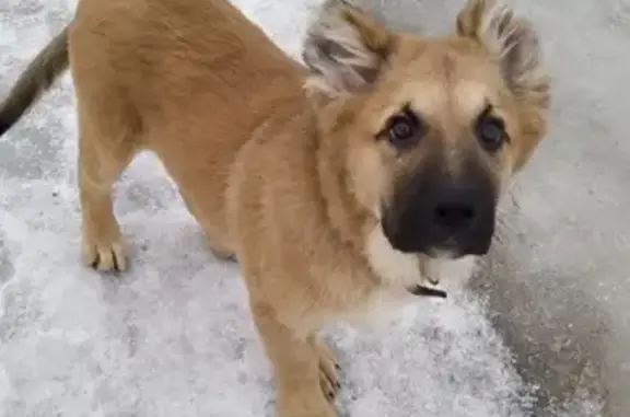 Собака найдена на Савватьевском шоссе, Тверь