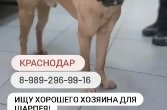 Найдена собака на Московской улице в Краснодаре