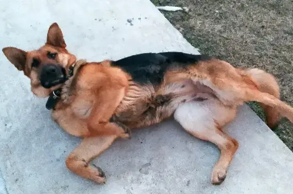 Найдена собака на улице Почтовая, Романовская