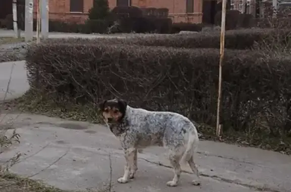 Собака найдена: 17-й Артиллерийский переулок, 51, Таганрог