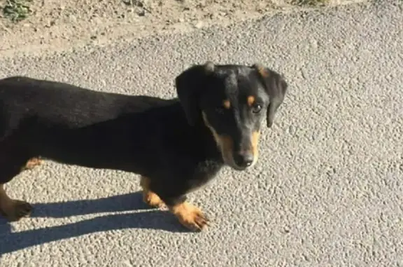 Пропала собака Надя на улице Восход, Новосибирск