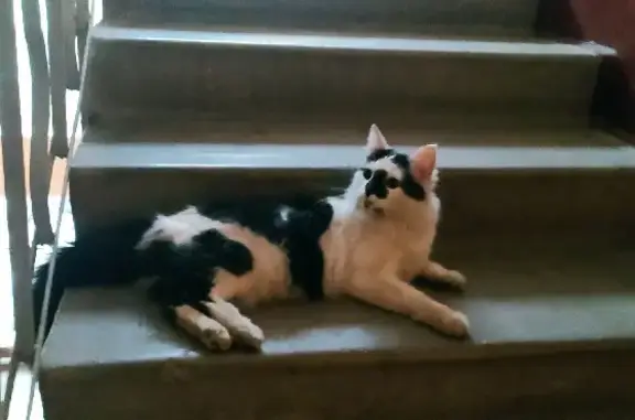 Найдена кошка на пр. Юрия Гагарина, 38 к2