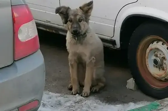 Найдена собака на ул. Романтиков, Саратов
