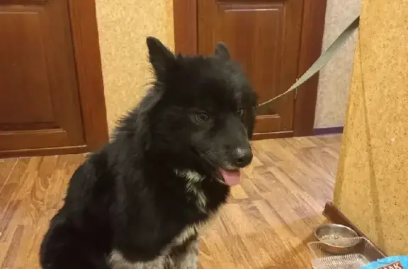 Найдена ласковая собака на улице Индустрии, 96 в Екатеринбурге