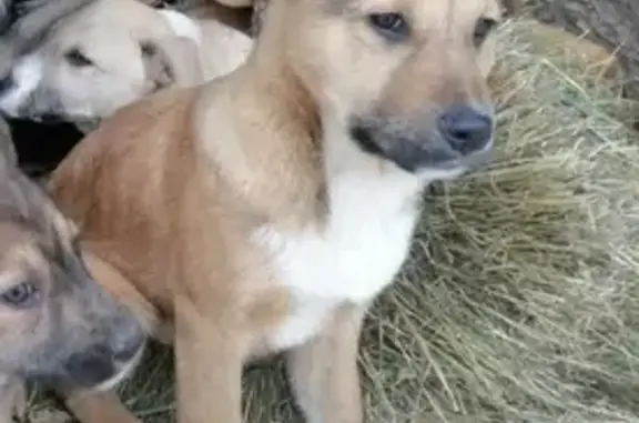 Пропала собака в Злобино, Московская область