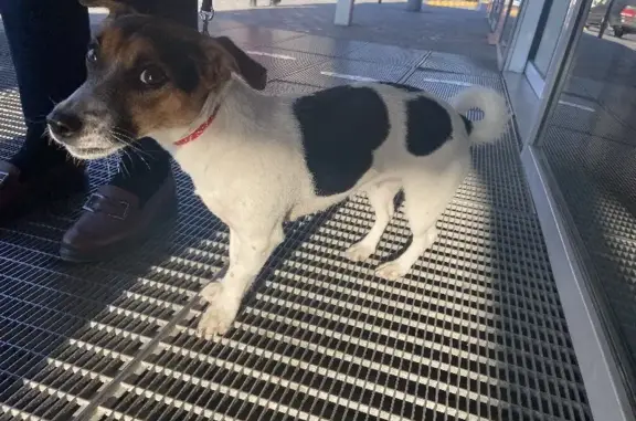 Найдена собака Джек Рассел с белой полоской возле остановки в Новороссийске