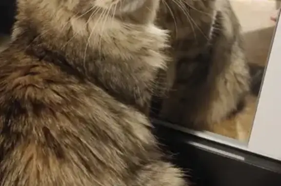 Потерянные животные Воронеж, фото: Пропала кошка Лакки с ул. Остужева, 30, Воронеж