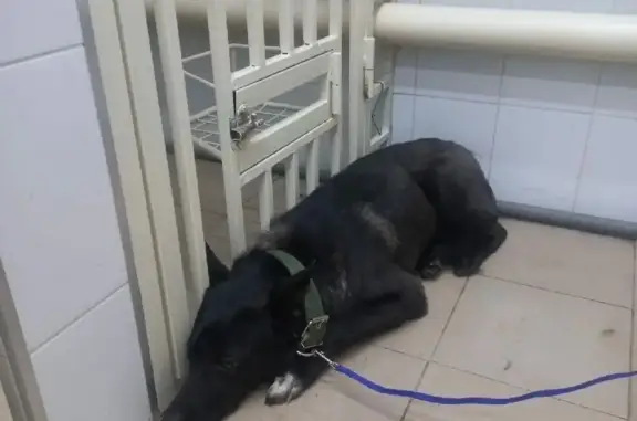 Пропала собака в районе ветеринарной клиники (Саранск, Пролетарская 139)