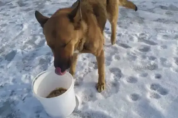 Найдена собака в д. Рудины, Ступинский район, МО