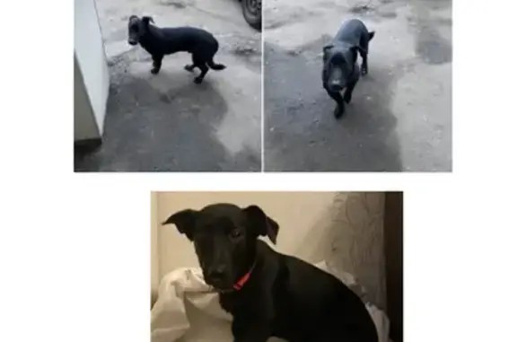 Собака Чёрного цвета без ошейника найдена в Видном (адрес не указан)